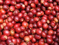 16 ) インドネシア　マンデリン　ビンタンリマ (200g)