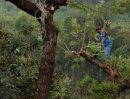 50) グアテマラ カフェインレス (250g)